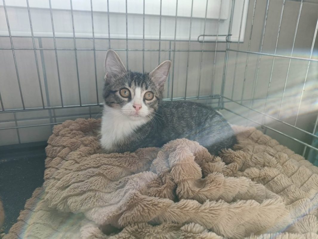 Toyota - Chat Européen à adopter