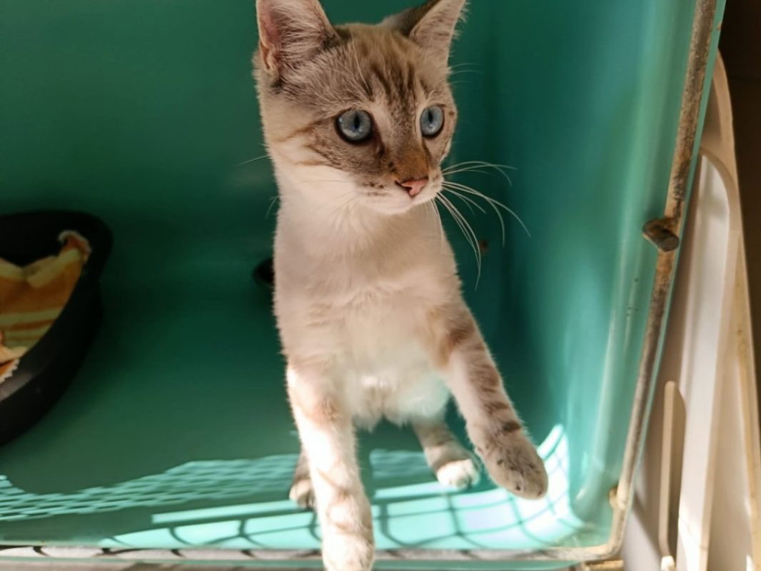 Gladiator - Chat Européen à adopter