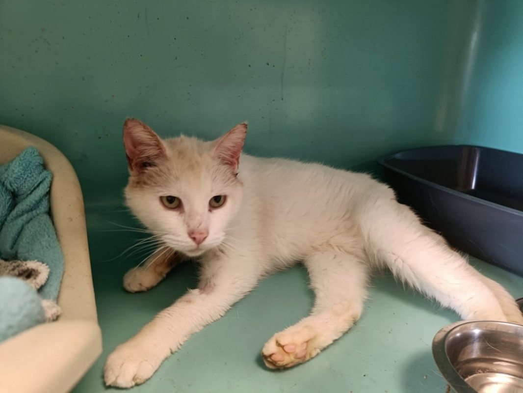 Aviator - Chat Européen à adopter