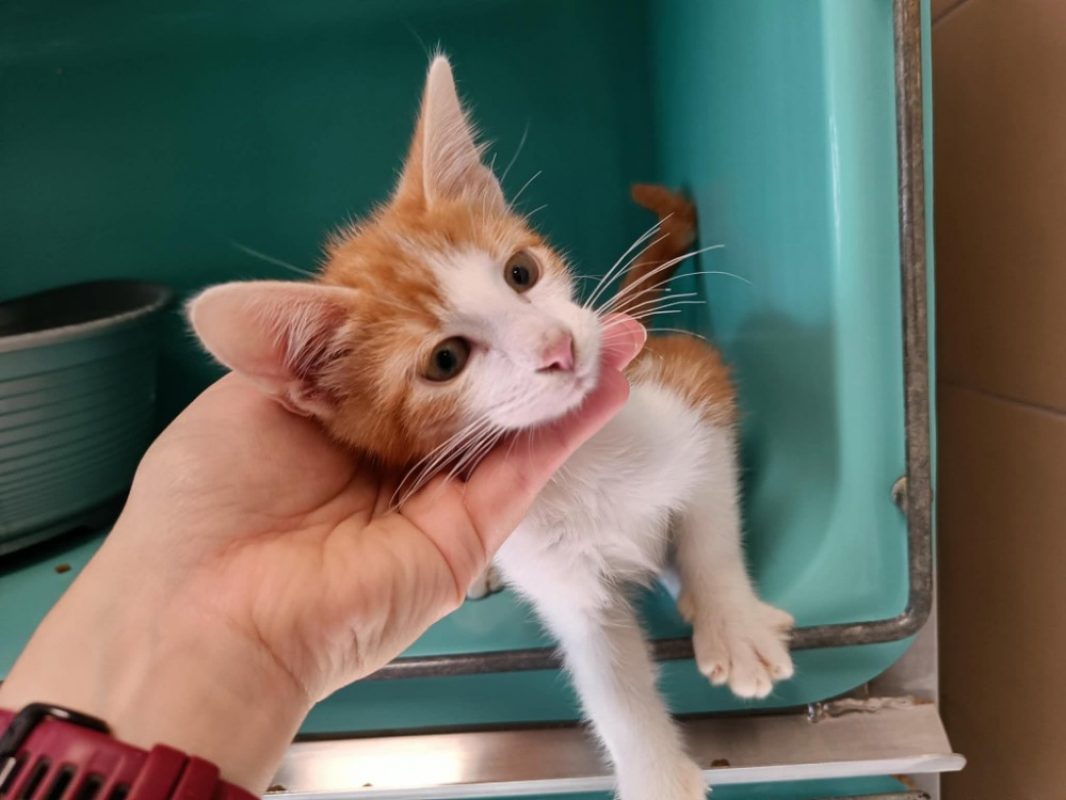 Jeep - Chat Européen à adopter