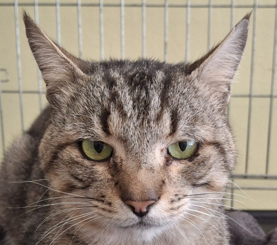 Alfons - Chat à adopter