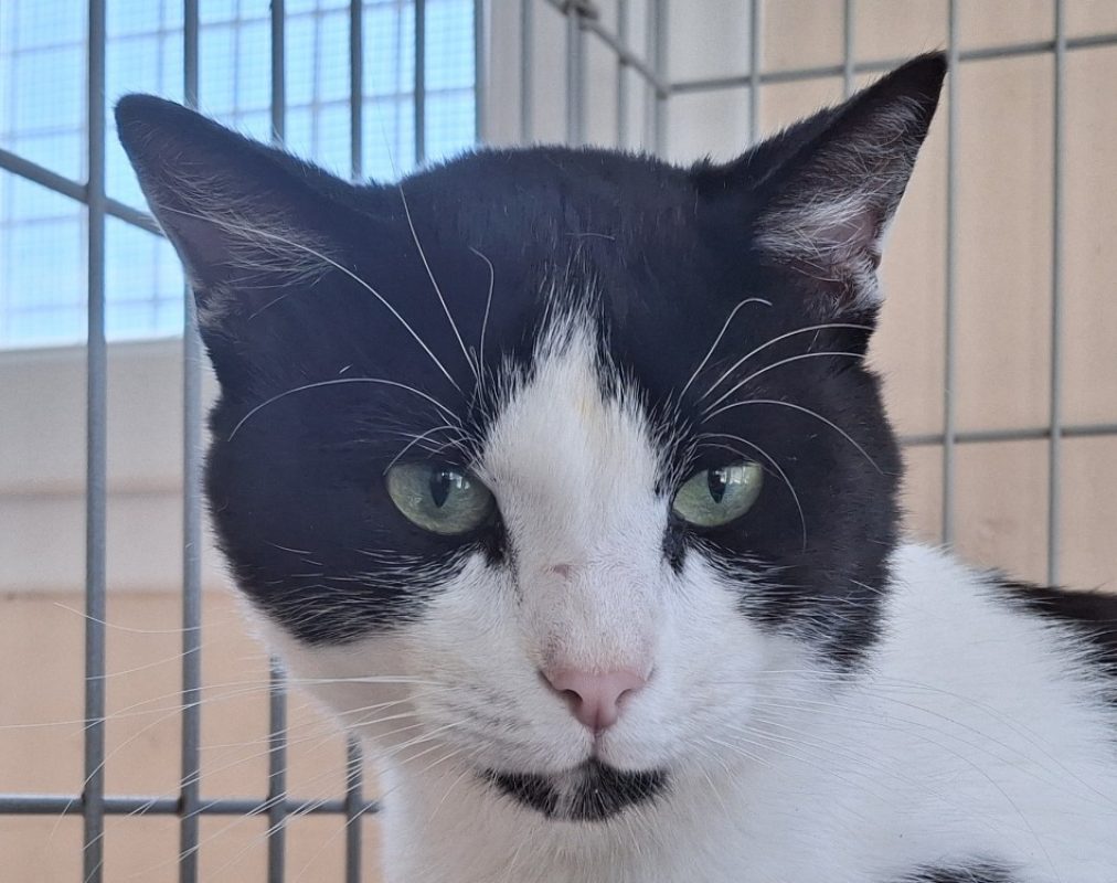 Bibiz - Chat à adopter