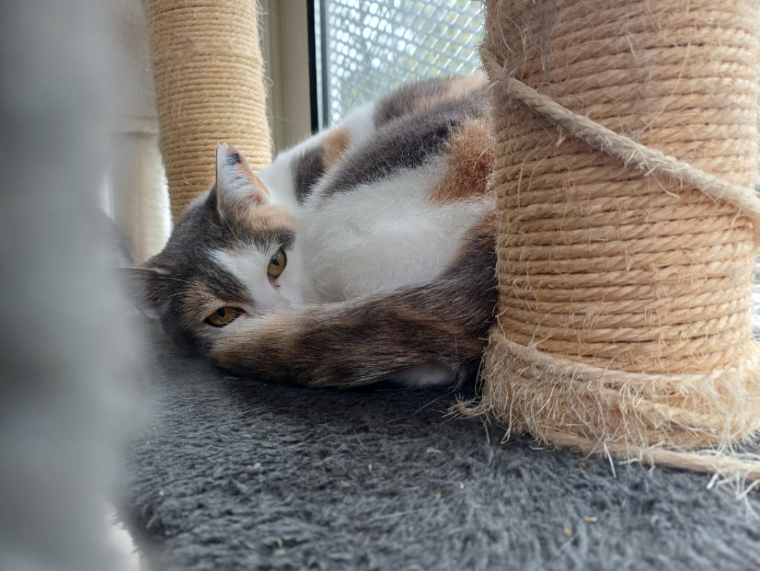 Photo #2 de Aspirine