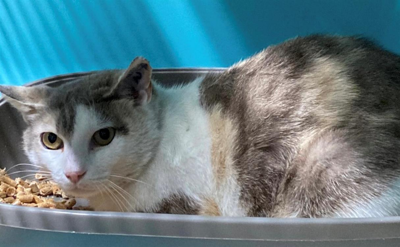 Photo #2 de Aspirine