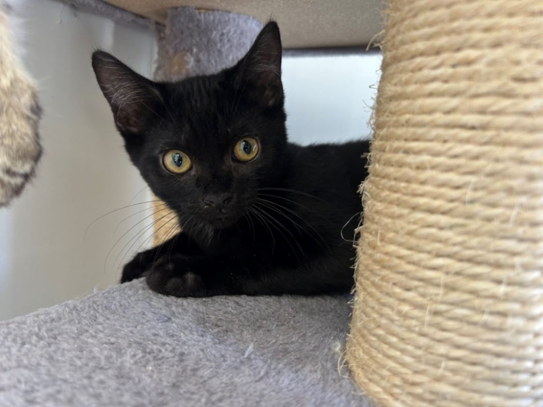 Rio - Chat Européen à adopter