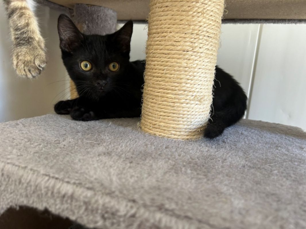 Rio - Chat Européen à adopter - photo 2