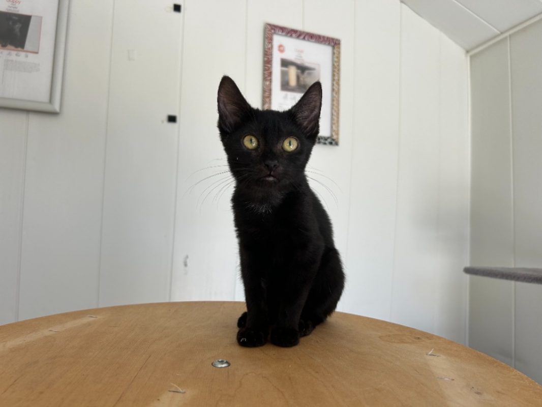 Cléo - Chat Européen à adopter