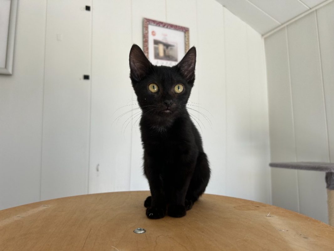 Cléo - Chat Européen à adopter - photo 2