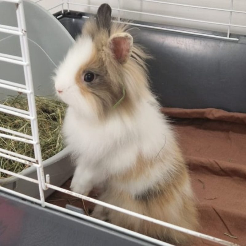 Etonnant - Rongeur Lapin à adopter