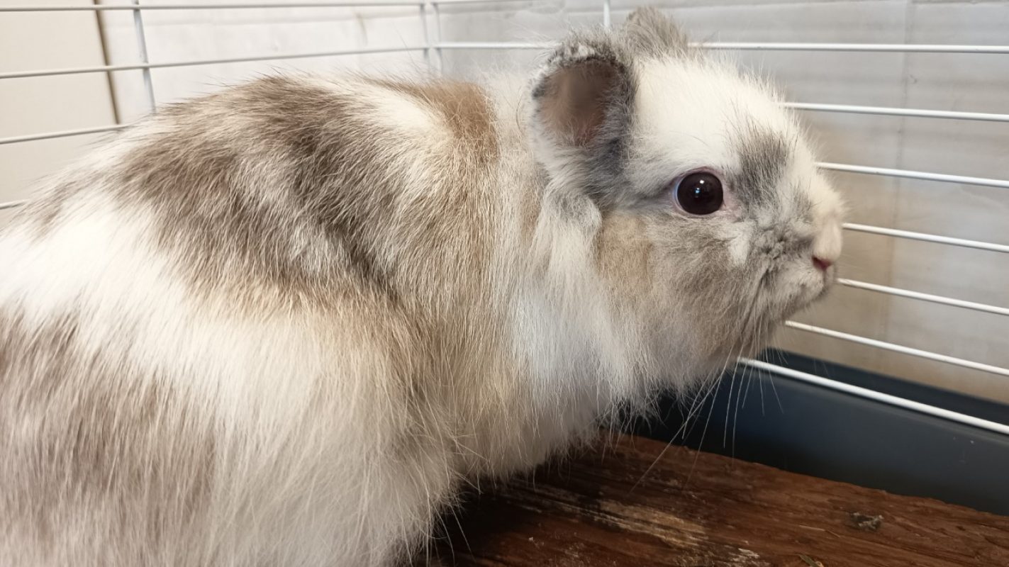 Achille - Rongeur Lapin à adopter