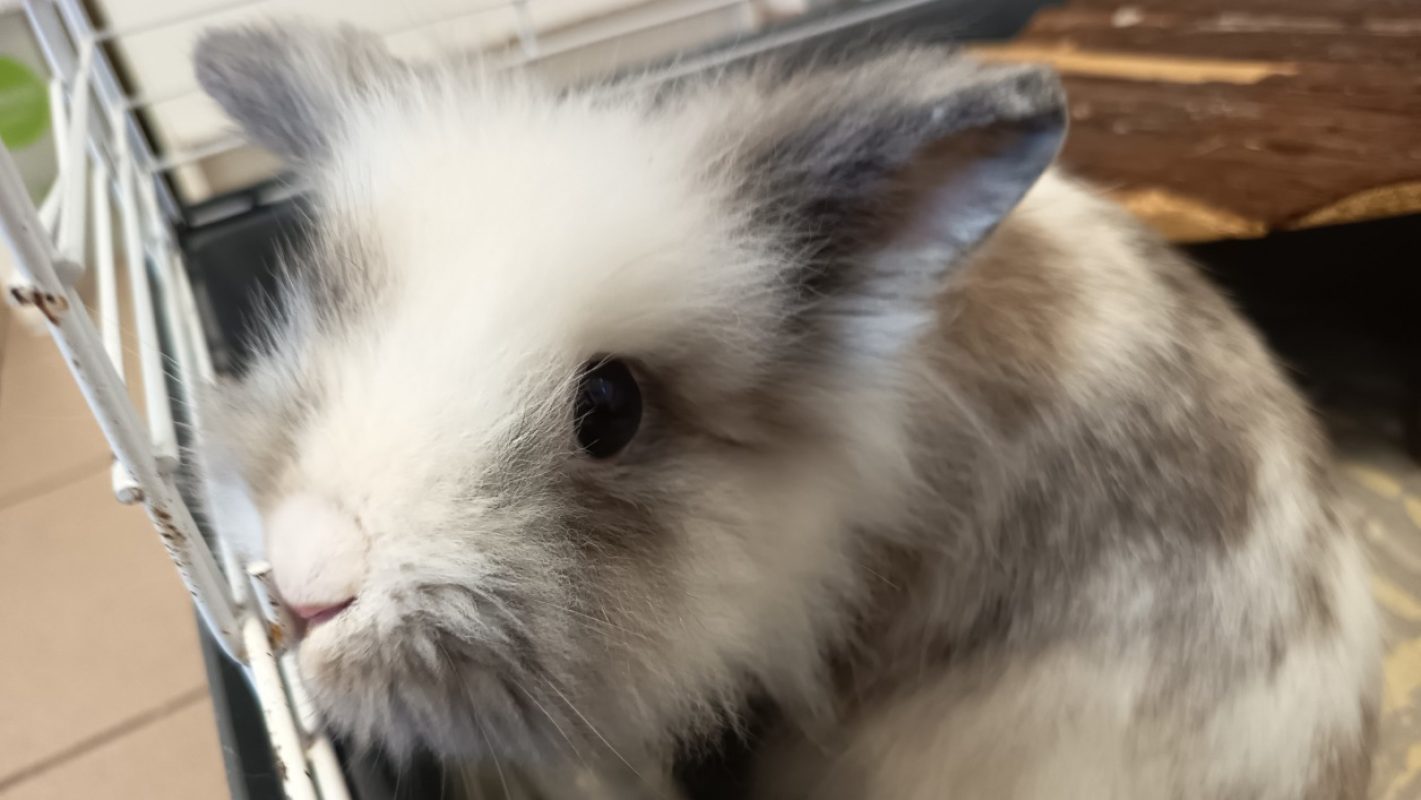 Achille - Rongeur Lapin à adopter - photo 2
