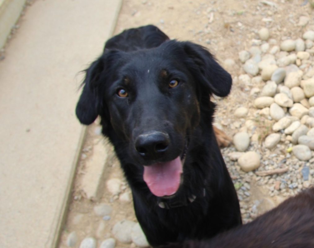 Alma - Chien à adopter