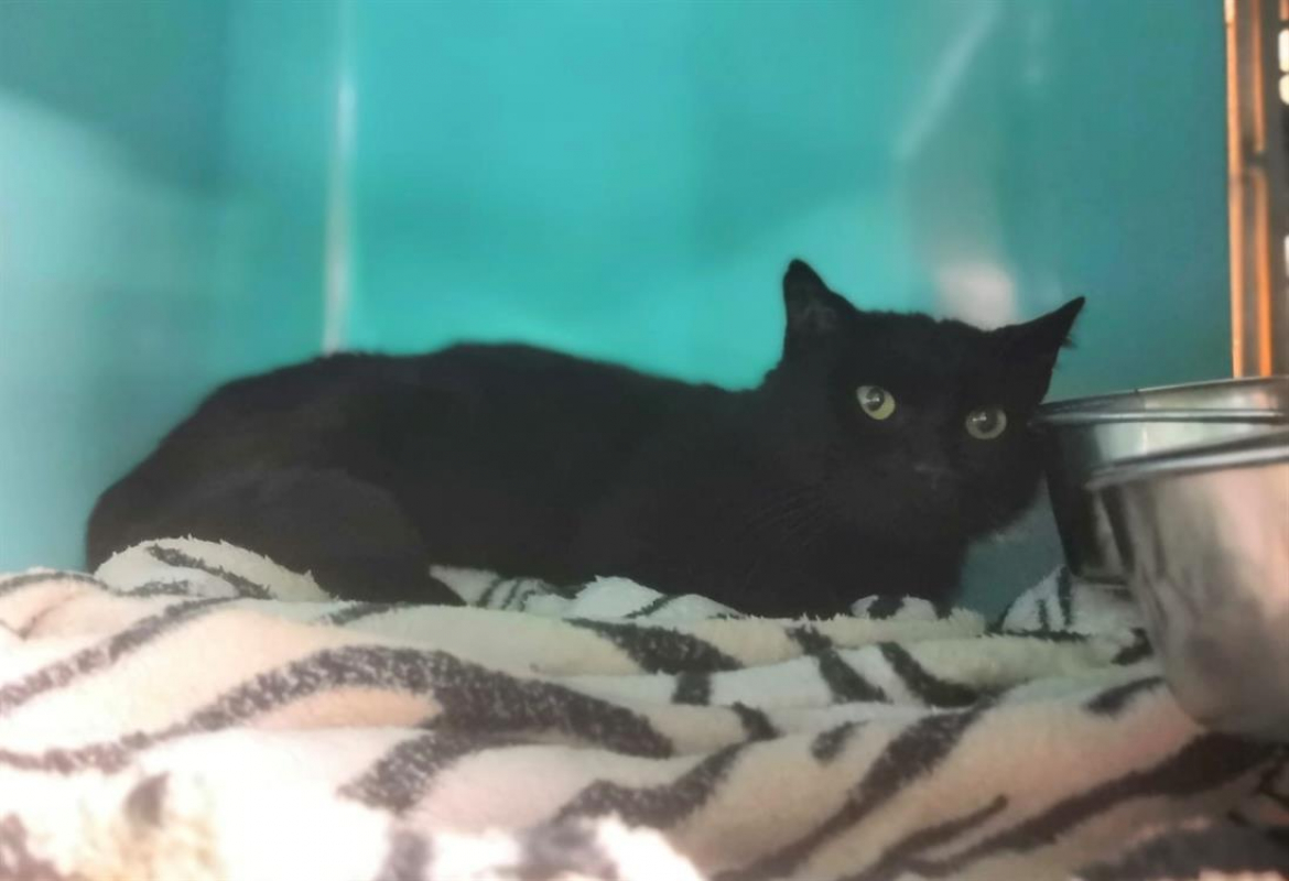 Photo de Batman reserve