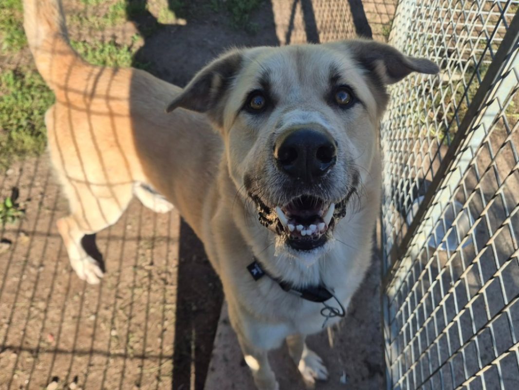 Kangoo - Chien à adopter