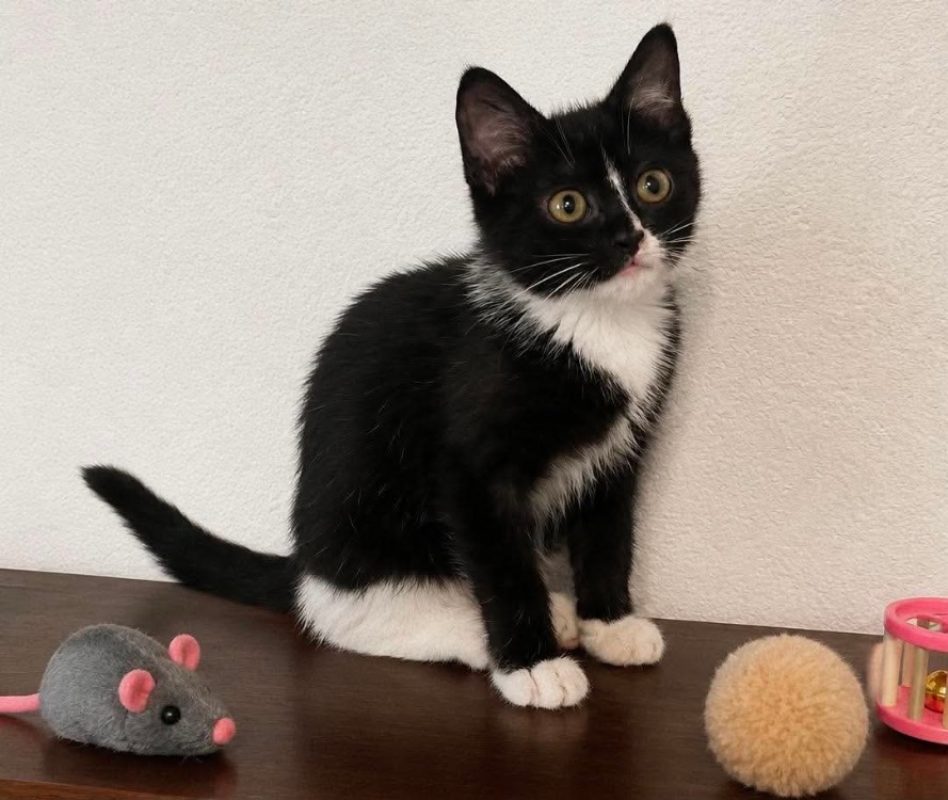 Maëlla - Chat Européen à adopter