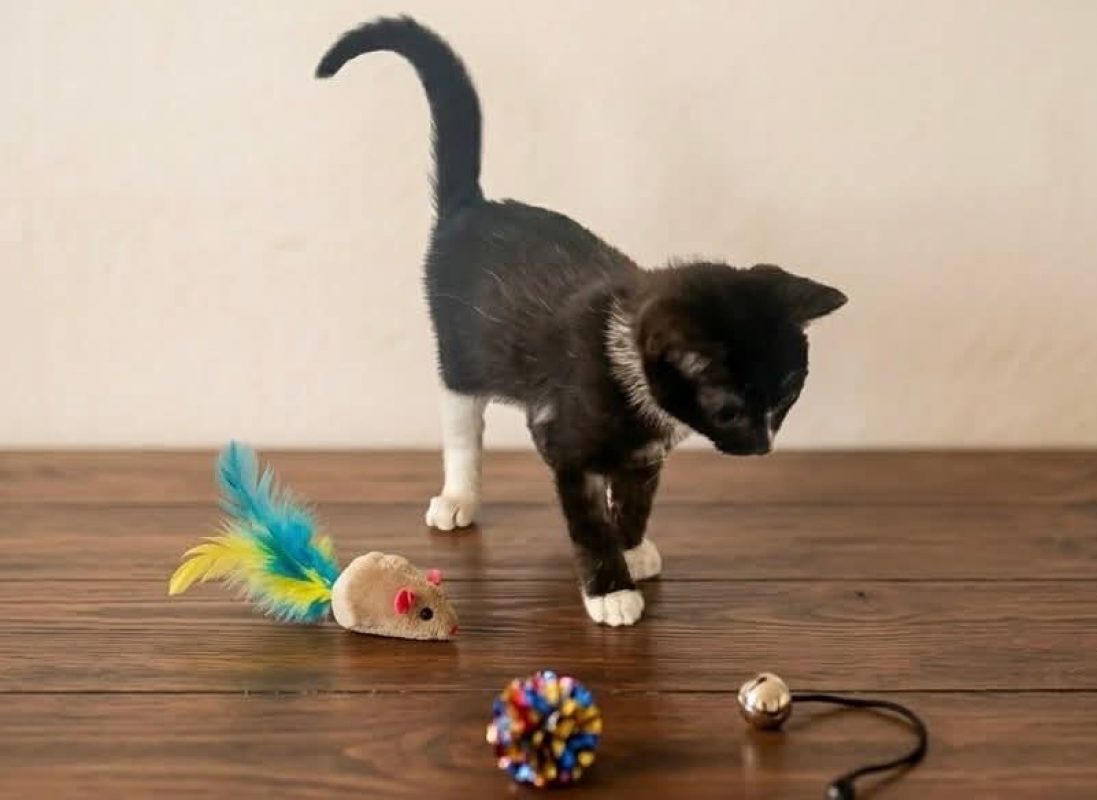 Maëlla - Chat Européen à adopter - photo 2