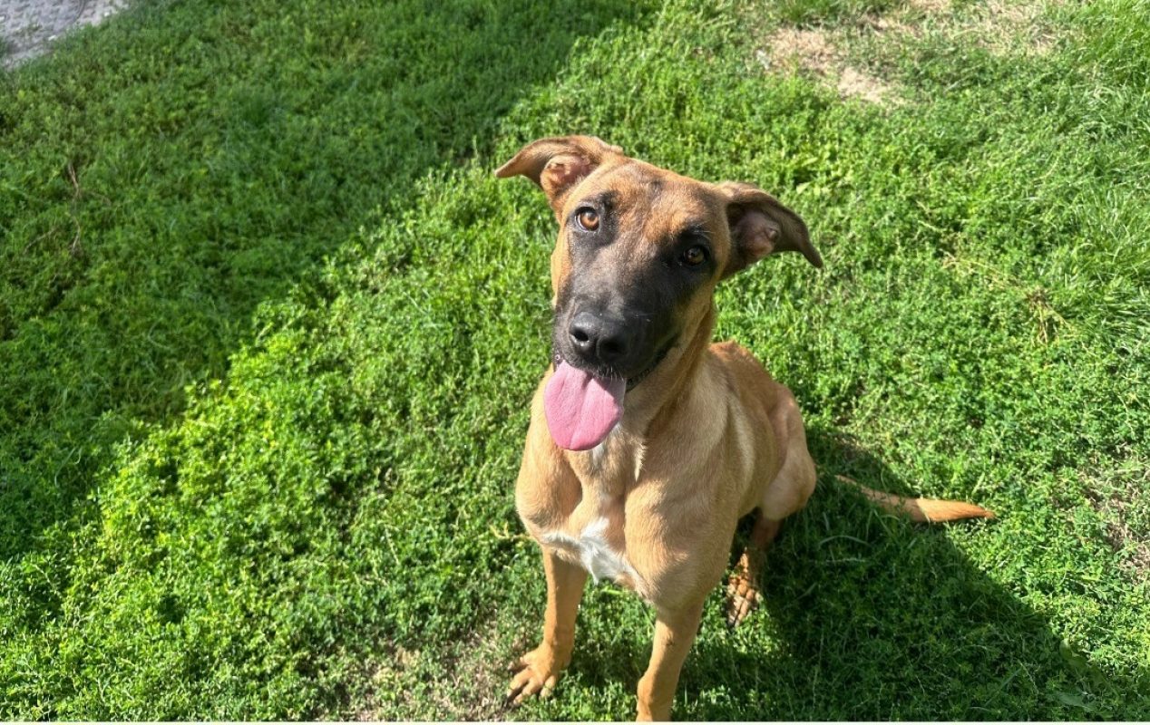 Ines - Chien à adopter