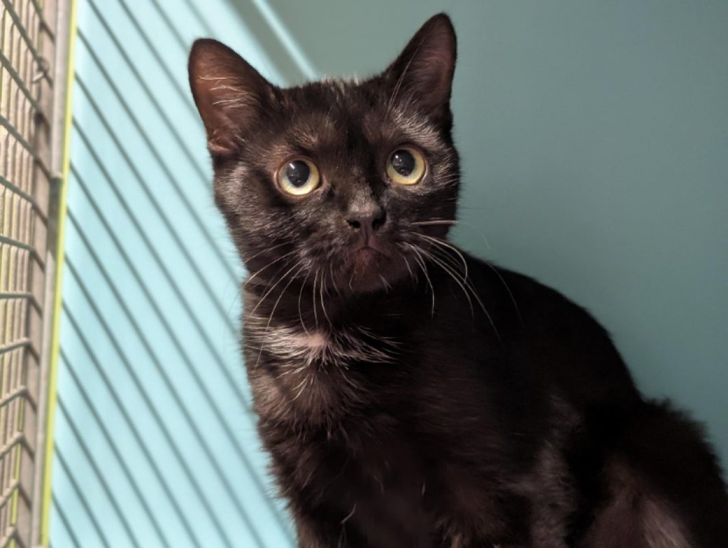 Nahumi - Chat Européen à adopter