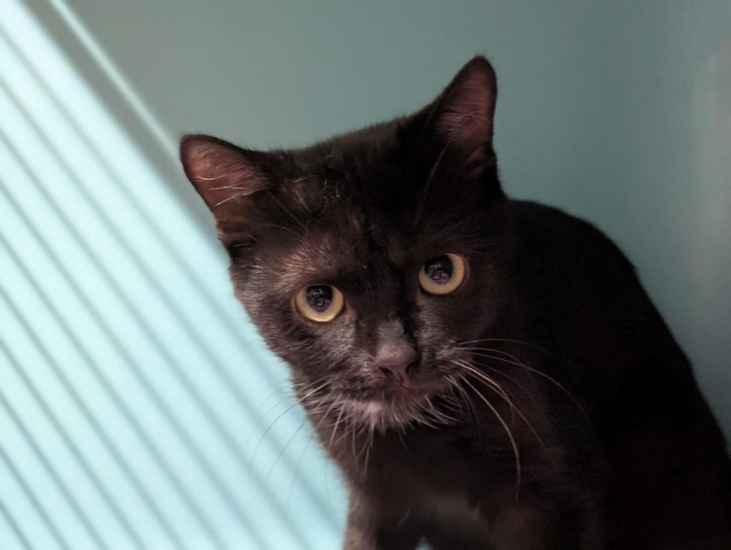 Nahumi - Chat Européen à adopter - photo 2