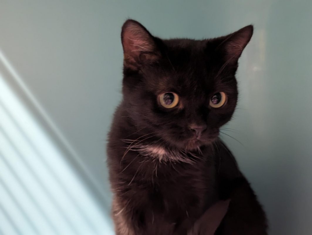 Nahumi - Chat Européen à adopter - photo 3