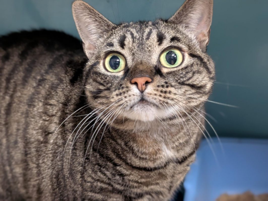Princesse - Chat Européen à adopter