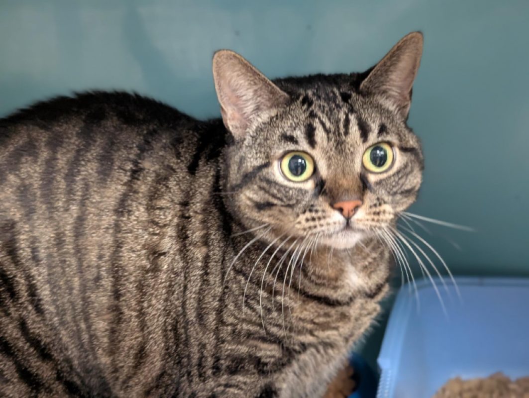 Princesse - Chat Européen à adopter - photo 2