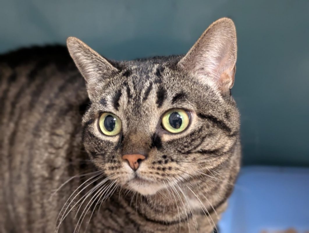 Princesse - Chat Européen à adopter - photo 3