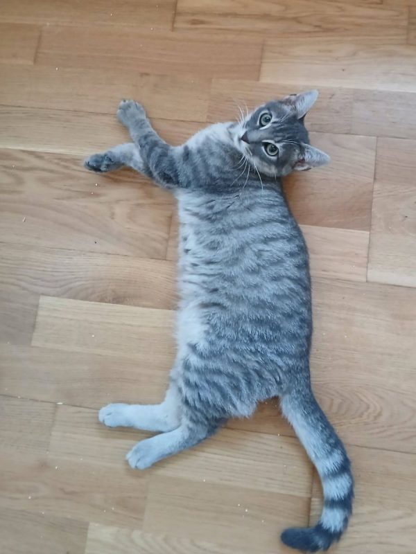 Malo - Chat Européen à adopter