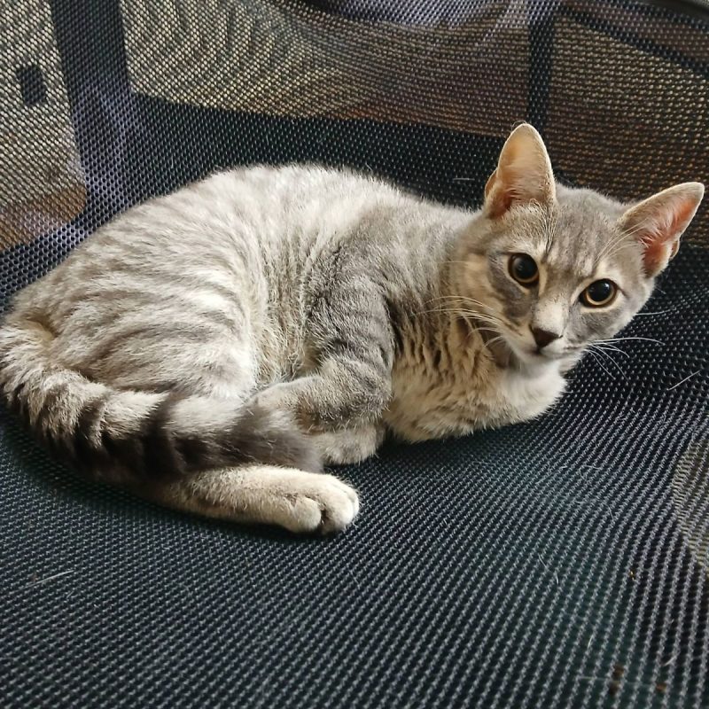 Malo - Chat Européen à adopter - photo 6