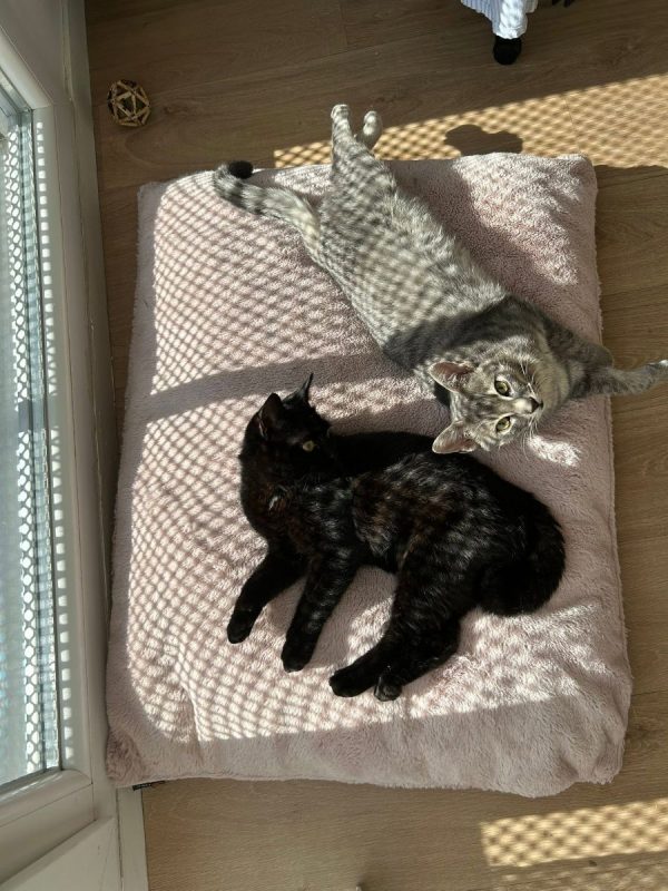 Malo - Chat Européen à adopter - photo 4