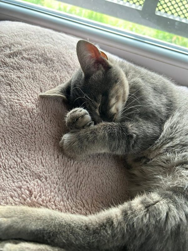 Malo - Chat Européen à adopter - photo 8