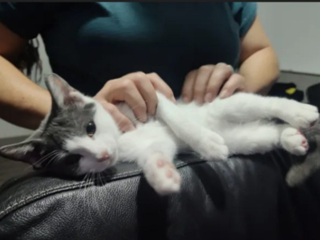 Beerus - Chat Européen à adopter