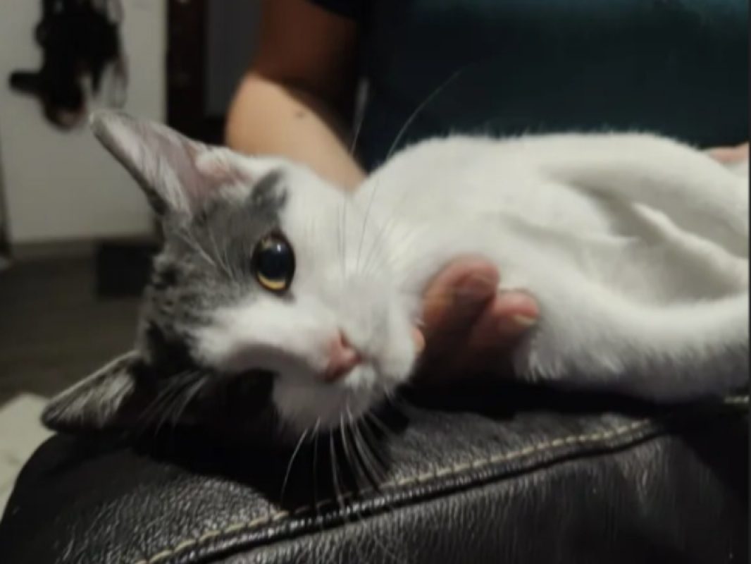 Beerus - Chat Européen à adopter - photo 2