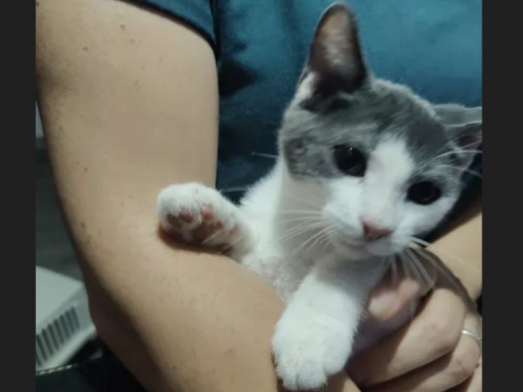 Beerus - Chat Européen à adopter - photo 3