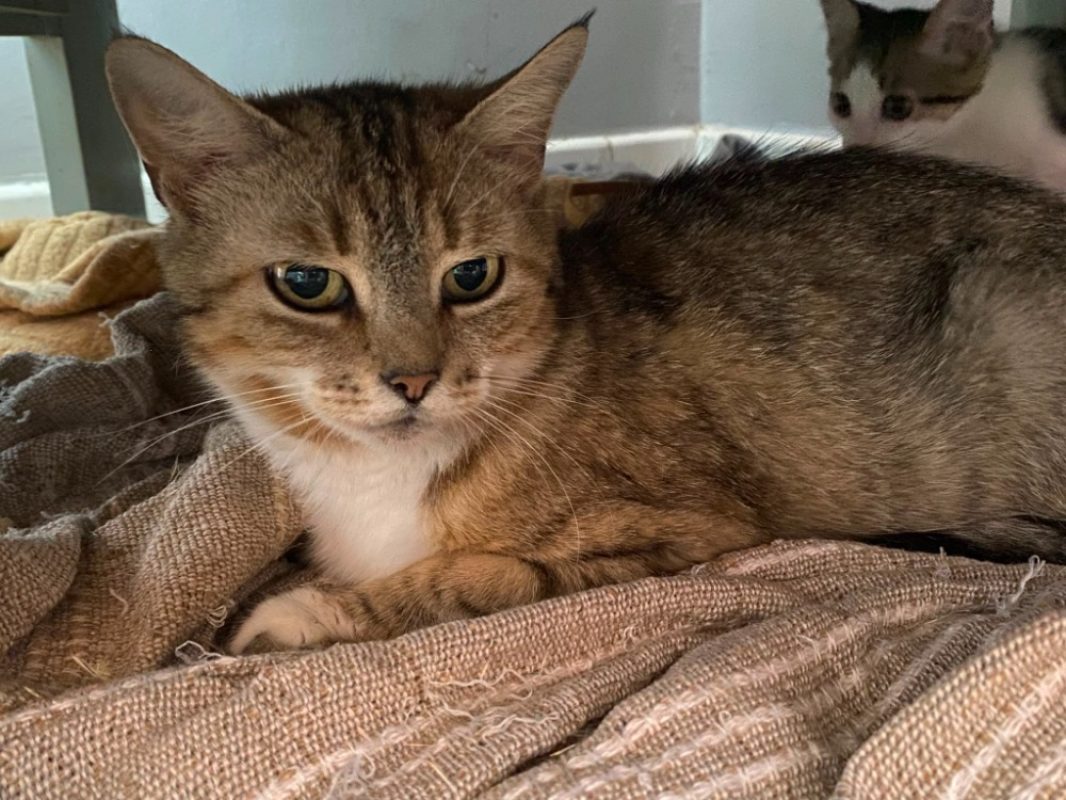 Zora - Chat Européen à adopter