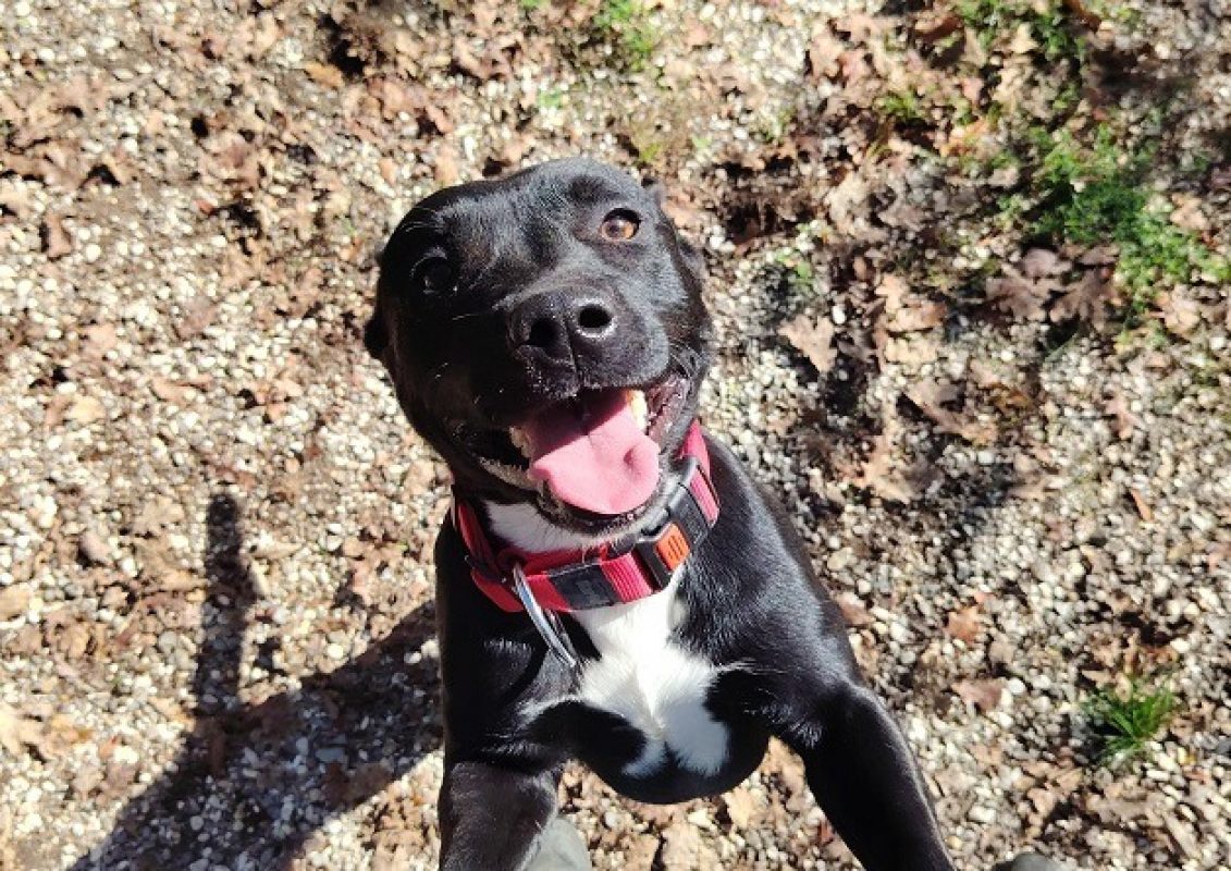 Apollo - Chien à adopter