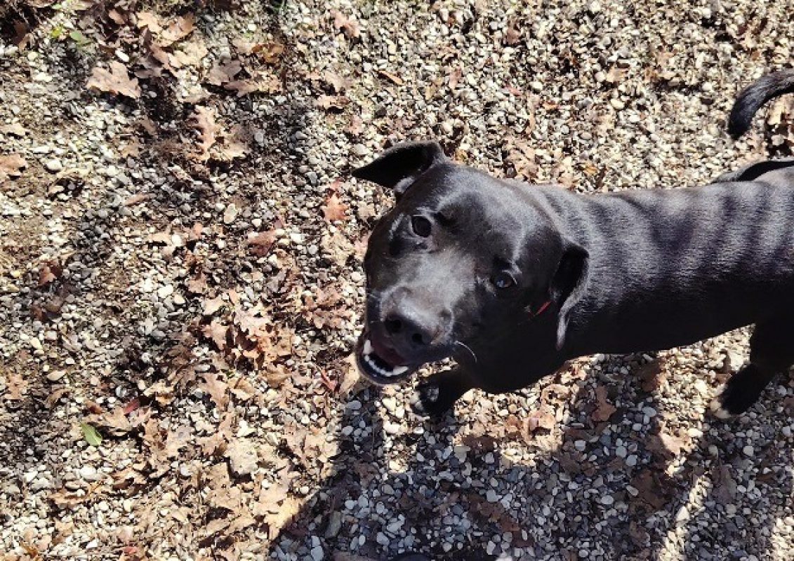Apollo - Chien à adopter - photo 2