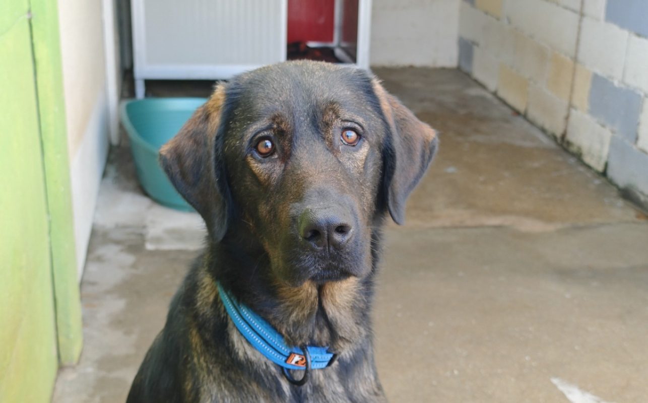 Dark - Chien Berger d'Anatolie à adopter