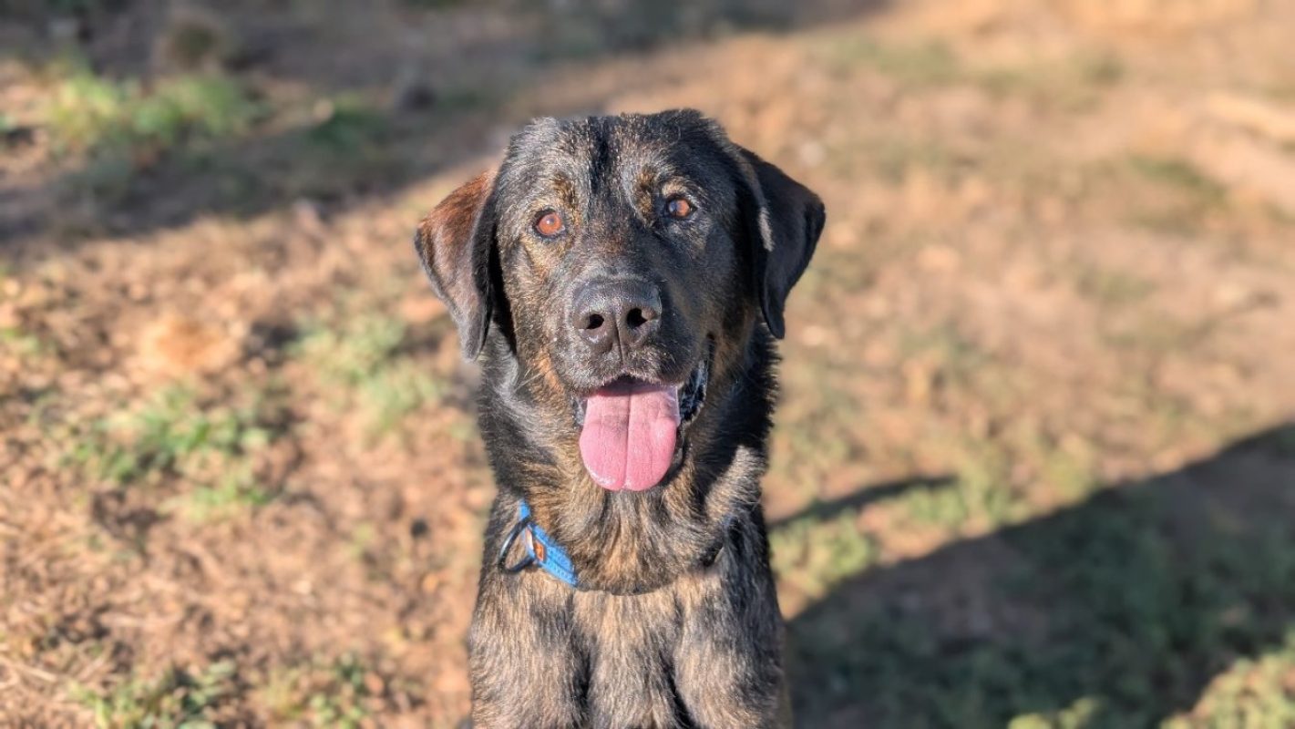Dark - Chien Berger d'Anatolie à adopter