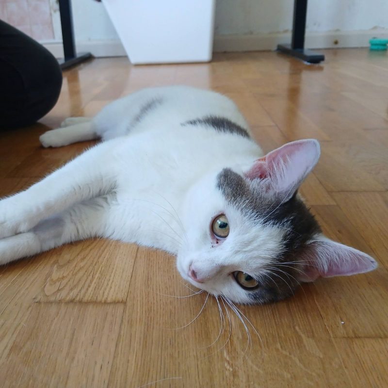 Jean - Chat Européen à adopter - photo 8