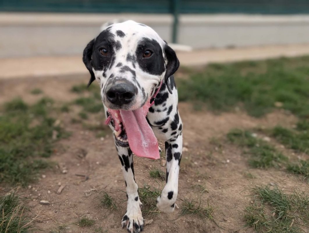 Pongo - Chien Dalmatien à adopter