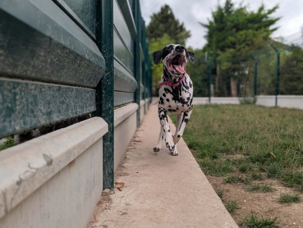 Pongo - Chien Dalmatien à adopter - photo 2