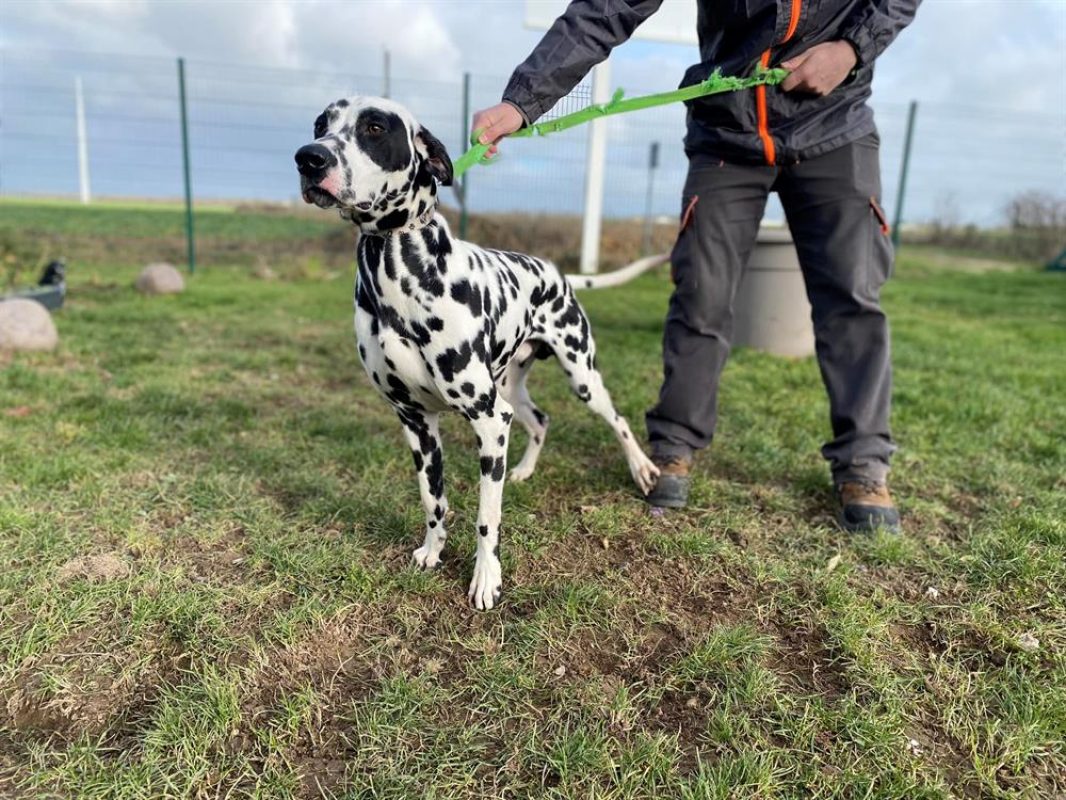 Pongo - Chien Dalmatien à adopter - photo 3