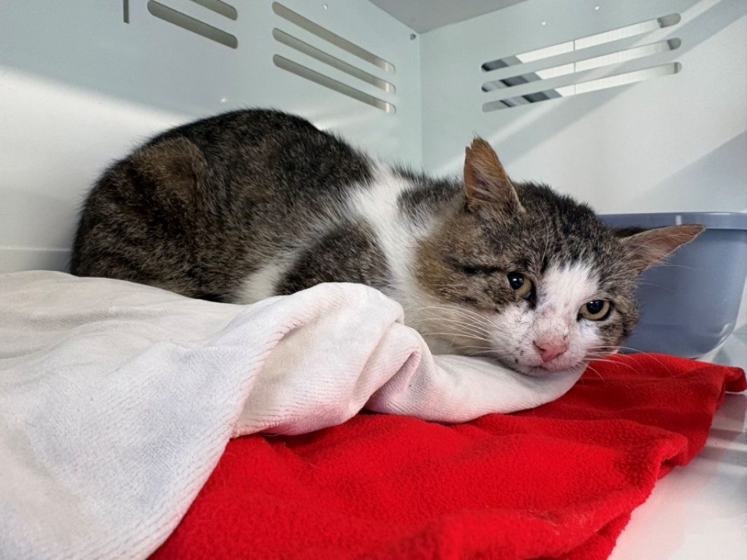 Patchouli - Chat Européen à adopter