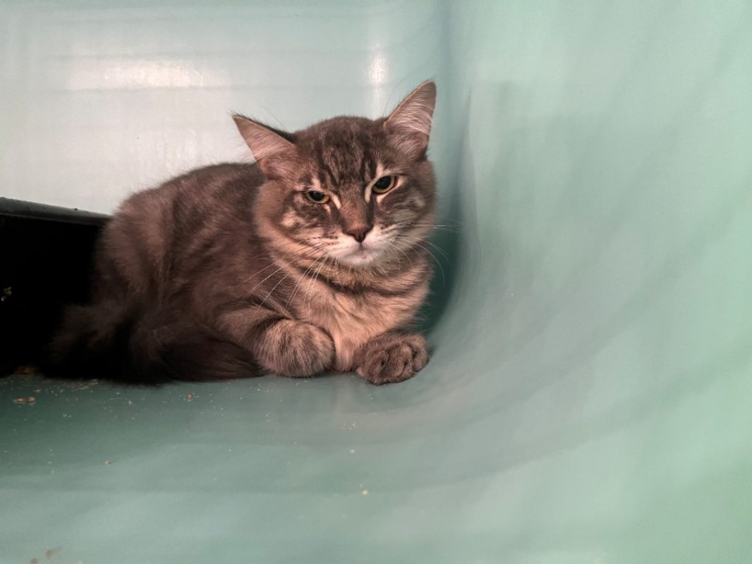 Pipo - Chat Européen à adopter