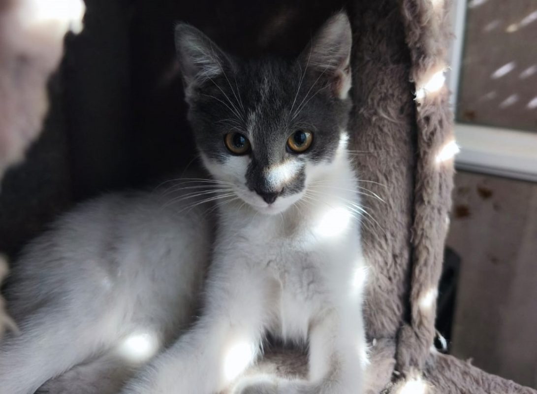 Pixel chez alysone - Chat Européen à adopter