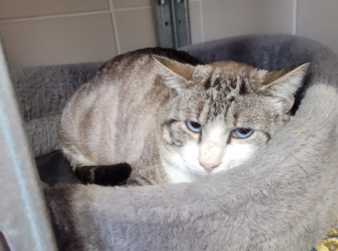 Cognac - Chat à adopter