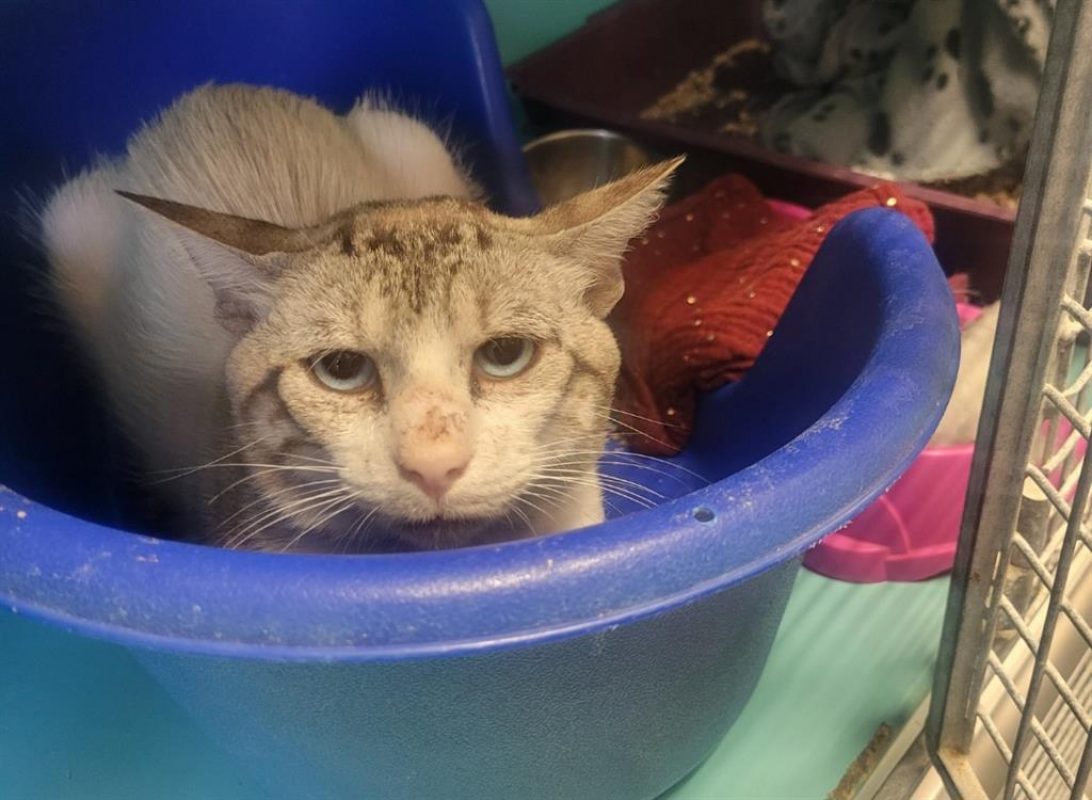 Cognac - Chat à adopter - photo 2