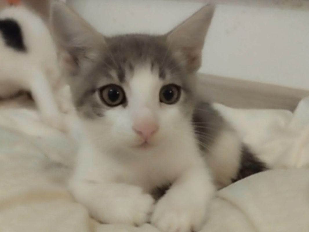 Birdy - Chat Européen à adopter