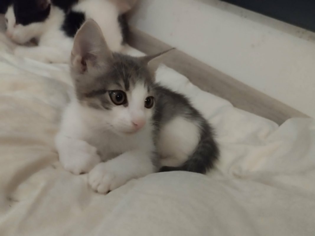 Birdy - Chat Européen à adopter - photo 2